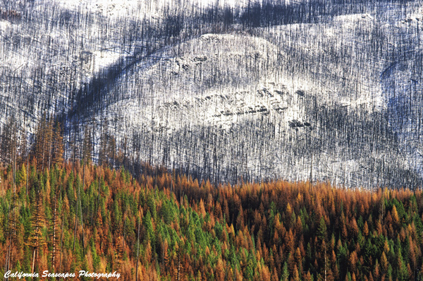 Burnt Mountainside  Fall Colors