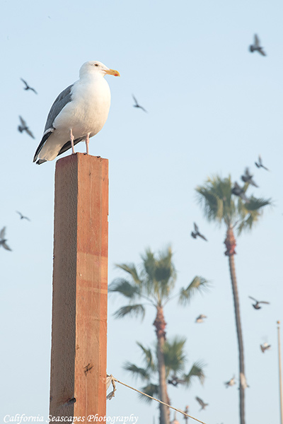 Gull on Volley Post