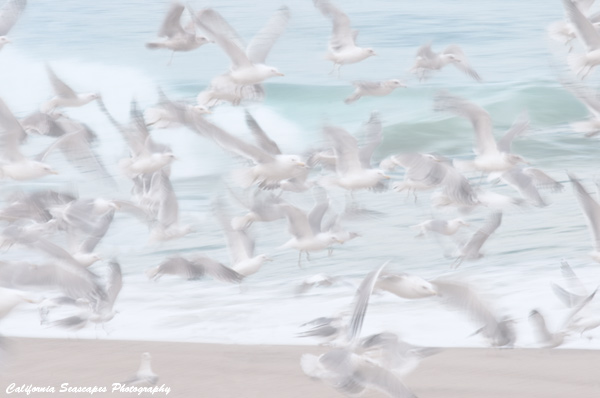 Seagulls and Surf