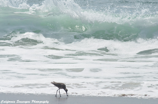 Shorebird and Wave