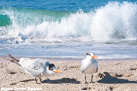 Least Terns and Surf  01